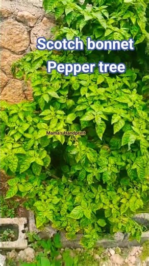 Big and tall Scotch bonnet pepper tree 🇯🇲