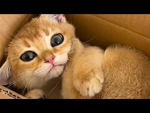 This Is Your Daily Dose of Cats Day 41