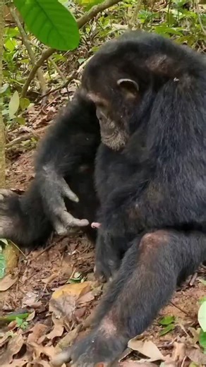 Vj Joe Kryptone | Chimpanzee intelligence reflects millions of years of evolution. 🧠🐒 Sharing nearly 98% of human DNA, chimps demonstrate advanced cognitive... | Instagram