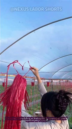 Pro Gardening Tip for Cantaloupe! Vine Training Made Easy with Red Twine