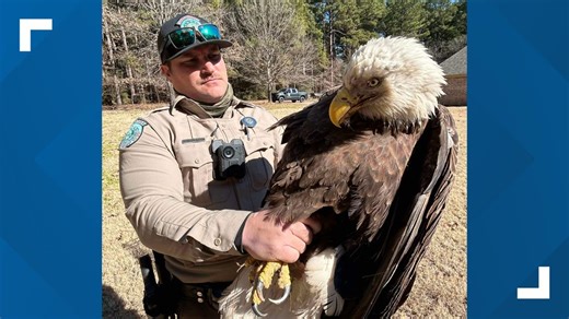 Game wardens save injured bald eagle found in East Texas backyard