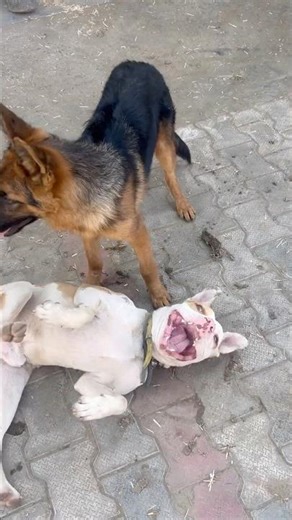 Aaya Sher! 🦁 The Brave vs The Beast! 🐾 #Shorts #BraveDog #LionHeart #AayaSher #Nani #Mass