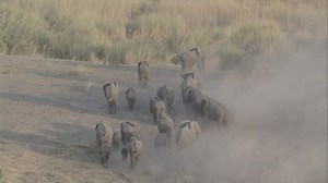 Wildlife Migration Elephants Herd Birds Eye Stock Footage Video (100% Royalty-free) 5515082 | Shutterstock