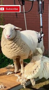 Amazing Sheep Shearing in Action! 🐑✨ 2