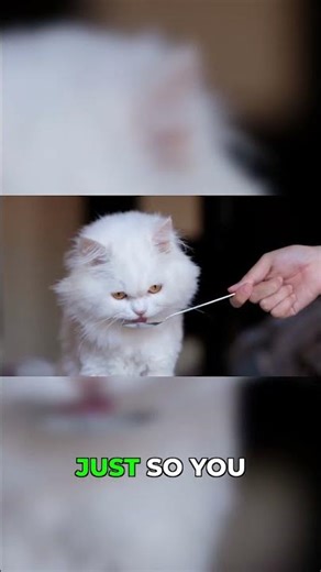 Never let your cat near this