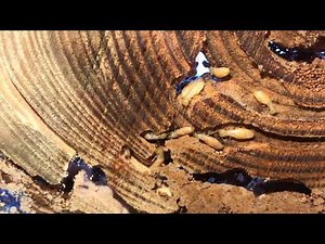 Termite Colony: Zootermopsis angusticollis