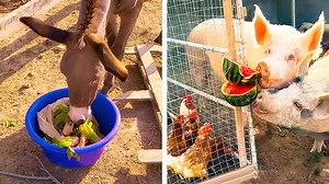 17K views · 34 reactions | Useful ideas to upgrade farm animals life | 3-Minute Hacks | Facebook