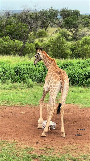 Explore the Wonders of South Africa's Safari Animals