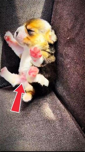 🐶 Mother Dog REJECTS Her Newborn Puppy... The Reason Will Shock You! 😢💔 #shorts #usa #fyp