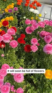 623K views · 8.7K reactions | follow for best Gardening tips....