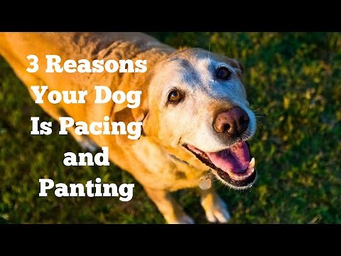 3 Reasons Your Dog Is Pacing and Panting
