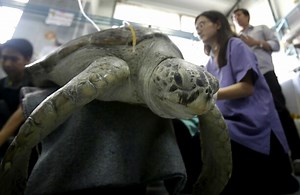 The sea turtle who swallowed almost 1,000 coins has died