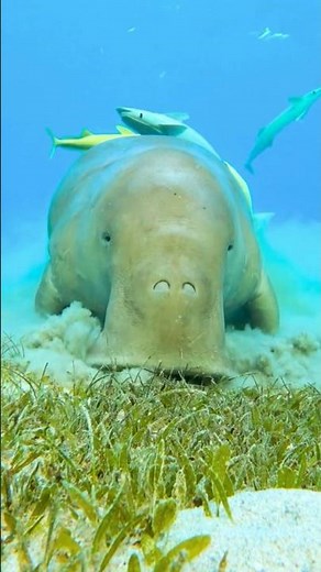 What Do Manatees Eat?