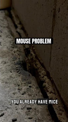 Think This Is Dirt? It’s Mouse Droppings 😳