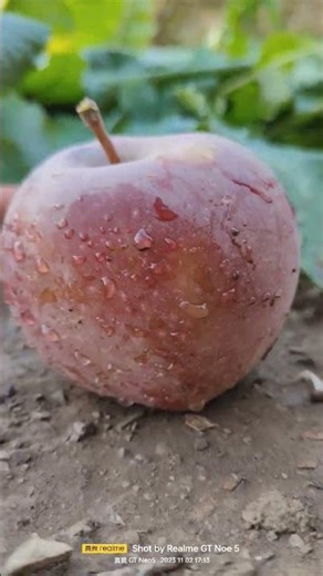 Apple fruit in autumn