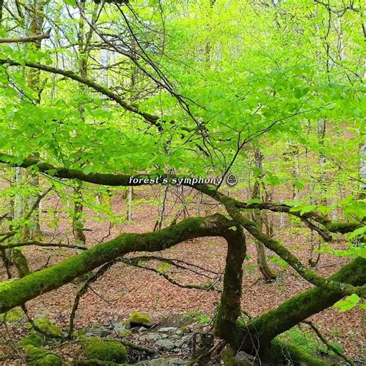 🌳 Forest's Symphony Healing Meditation 432 Hz | Nature Frequency for Deep Relaxation