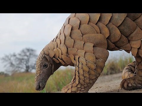 Most Armored Animals in the World | Full Body Armor