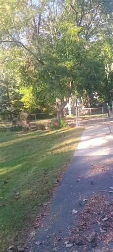 trimming and topping 2 maples and remove a locust before.