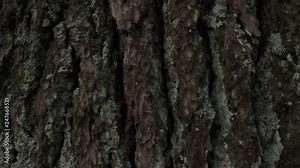 Close up of tree trunk bark texture, of a large tree in a forest.