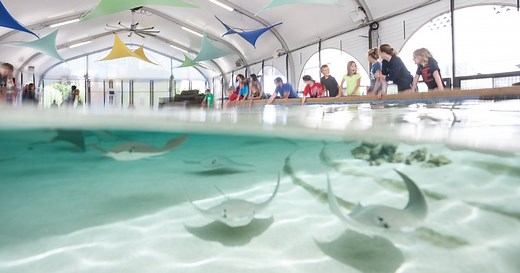 Stingray Touch | Shedd Aquarium