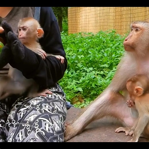 The abusive Kunthea is living up to her reputation. What does KT have sitting in her lap? She lifts from her lap a jar of red hot peppers in oil! Red hot peppers are very hot and the oil is strong smelling and hot as well. Have you ever wondered why she is wearing gloves when it is very hot in Cambodia? I think we may have part of the answer notice only the thumb and index finger are exposed all other fingers are covered. Red hot peppers and the oil are an irritant to the skin. Is this one of th