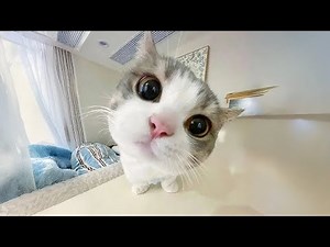 Funny Cat Fails 😆 Funny Cat Compilation 😂😁😆 Memes Part 26