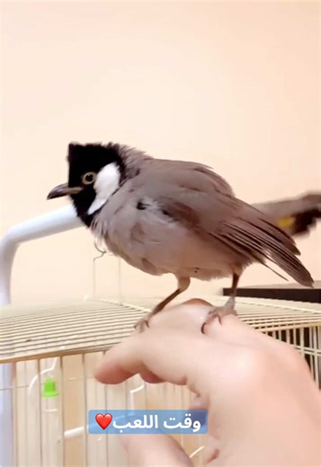#بلبل_أبيض_الخدين🤍 #بلبل #بلبول #عشق❤️ #عشق_البلابل #عالم_البلابل #البلابل #طير #طيور #birdslove #حبيبي #birdlover #love #love #pet #bird