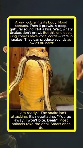 King Cobra Growls Like a Dog — Has Vocal Cords. Not Attacking, Negotiating. 'You Go Away.