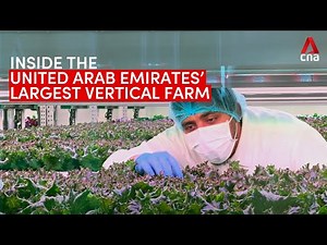 Inside the United Arab Emirates’ largest vertical farm