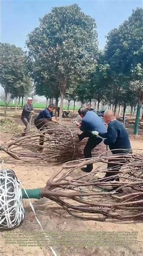 Binding a Tree Crown: How Rope Secures Branches for Safe Tree Transplanting