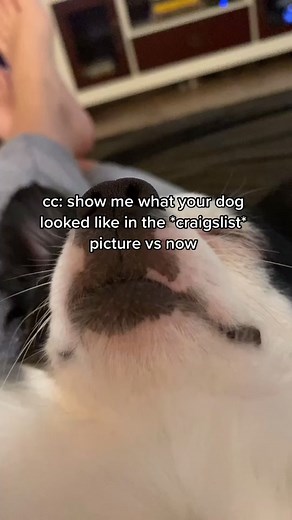 #greenscreen & he is so loved 💖 #fyp #chihuahua #craigslist #adopt