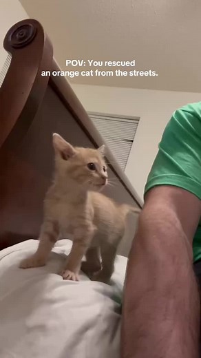 So demanding. #orangecatbehavior #gatitostiktok #catsoftiktok #gatos | Orange Cats