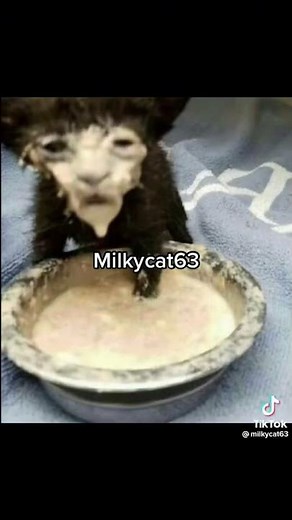 Milky Cat 63