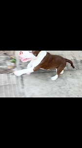 Pin pin pin 🐕💨 | Alejandro David Márquez