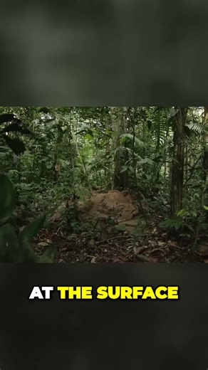 Amazon Animal Documentary (@amazon.animal.doc)’s videos with original sound - Amazon Animal Documentary