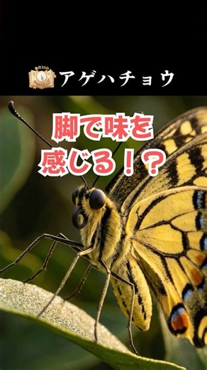 Swallowtail Butterfly: The Master of Disguise That Tastes with Its Feet and Mimics Bird Droppings...