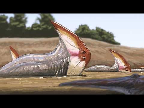 Fossils So Bizarre Science Still Can't Explain Them