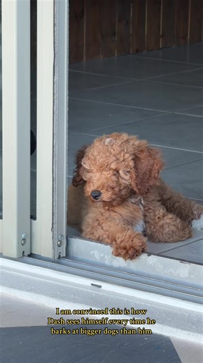 I am convinced this is how Dash sees himself every time he barks at bigger dogs than him. My little feral teddy bear 🧸😂 #goldendoodle #goldendoodlesoftiktok #funnydogvideos #doglife