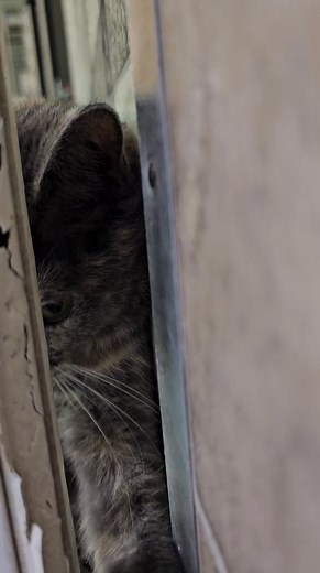 Noodle is a 3 year old dilute tortoiseshell with a playful spirit & a big personality!!! This little goofball keeps everyone entertained with her funny antics - especially when it comes to her beloved toy mice. Noodle doesn't just play with her toys - she launches them! You'll often find her tossing her mice under the door or out into the lobby, trying to get the attention of anyone (human or feline) willing to join in on the fun! 😁 If you're thinking of adopting this adorable girl, be sure to 