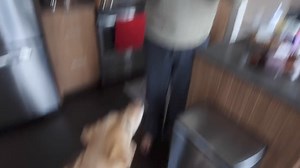 186K views · 5.7K reactions | What happens when a GUIDE DOG is...