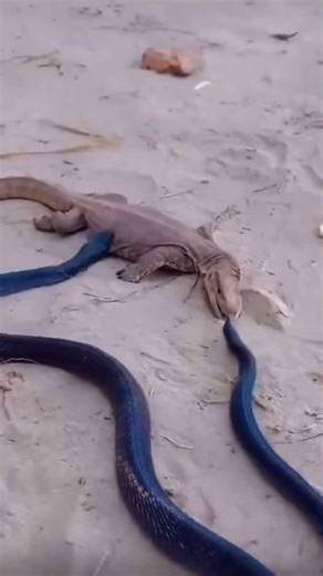 Wild Content | 🐍The Black King Cobra is one of the world’s longest venomous snakes, often preying on other snakes and reptiles. Its powerful venom... | Instagram