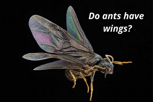 Do Ants Have Wings? Why Some Ants Can Fly And Others Can’t