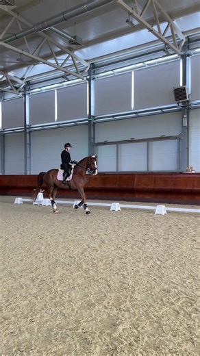Mastering Dressage: Techniques for Equestrian Success