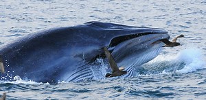 When mammals took to water they needed a few tricks to eat their underwater prey