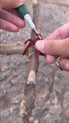 The Process of Securely Tying Tree Branches