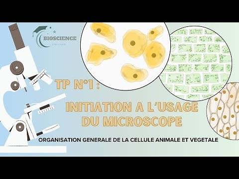 Practical work: Introduction to the Microscope | General Organization of Animal and Plant Cells