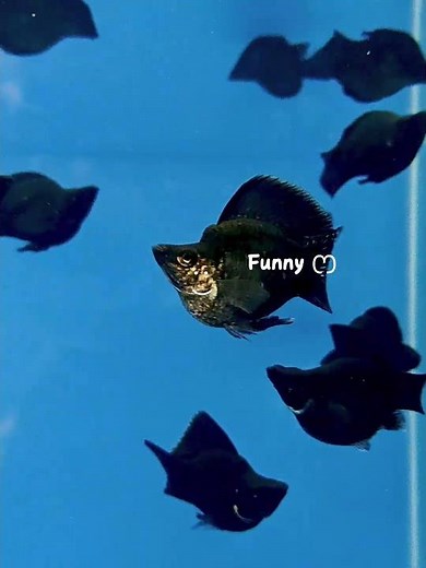 Sailfin Balloon Molly 高鳍玛丽球 (茉莉鱼) 数量有限 精选中的精选。 #fishshop #mollyfish #balloonmolly #klangvalley