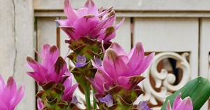 Curcuma : plantation, variétés, entretien