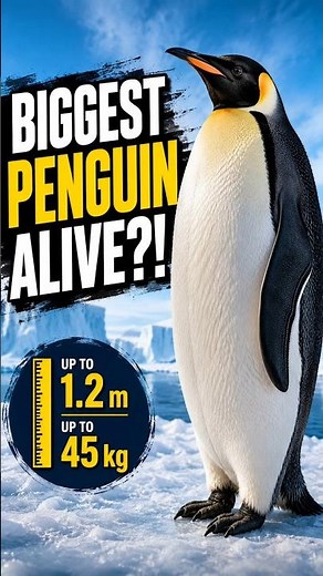 How Big Is the Largest Penguin? 🐧