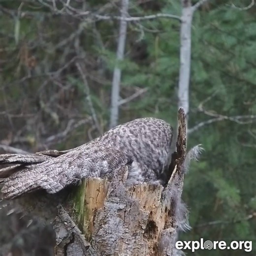 Owl be your Postmate 🦉 The male Great Gray Owl on our live cam is doing an incredible job caring for the expectant mom—another tasty prey delivery just dropped! | explore.org